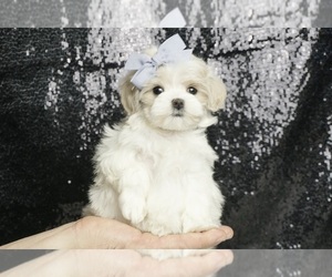Maltipoo Puppy for sale in WARSAW, IN, USA