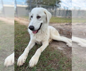 DANNY - Male Great Pyrenees Dog for Adoption - Photo #2