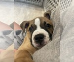 Small #5 Boxer-Staffordshire Bull Terrier Mix