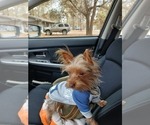 Small Photo #1 Yorkshire Terrier Puppy For Sale in PERRY, GA, USA