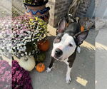 Small #10 American Pit Bull Terrier Mix