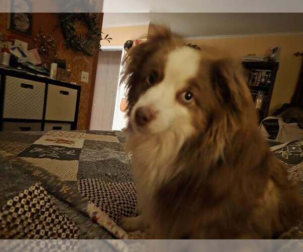 Medium Photo #1 Australian Shepherd Puppy For Sale in Palatine/Kildeer/Buffalo grove, IL, USA