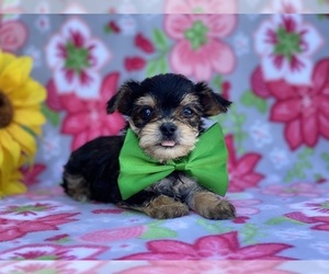 YorkiePoo Puppy for sale in LANCASTER, PA, USA