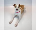 Small Photo #8 Mutt Puppy For Sale in Kennesaw, GA, USA