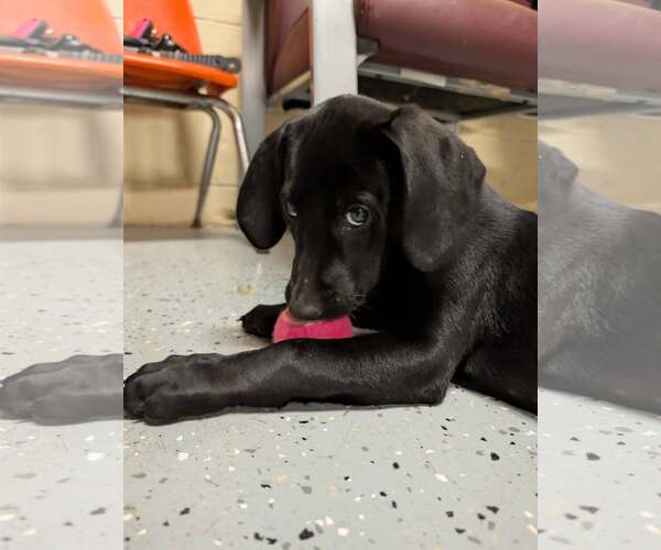 Medium Photo #2 Labrador Retriever-Unknown Mix Puppy For Sale in Williamsburg, IA, USA