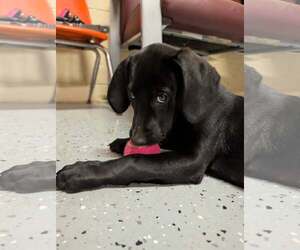 Marvin (Available 11/10) - Male Labrador Retriever-Unknown Mix Dog for Adoption - Photo #2