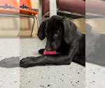 Small Photo #2 Labrador Retriever-Unknown Mix Puppy For Sale in Williamsburg, IA, USA
