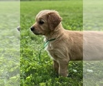 Puppy Green boy Golden Retriever
