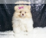 Puppy Maybelline AKC Pomeranian