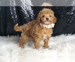 Small #3 Poodle (Toy)