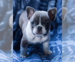 Small Photo #8 French Bulldog Puppy For Sale in BAY VIEW, WI, USA