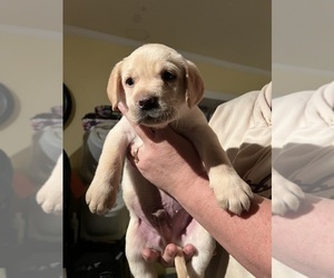 Labrador Retriever Puppy for sale in SMYRNA, DE, USA