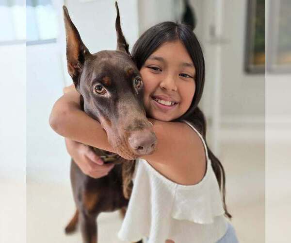 Medium Photo #88 Doberman Pinscher Puppy For Sale in FORT LAUDERDALE, FL, USA