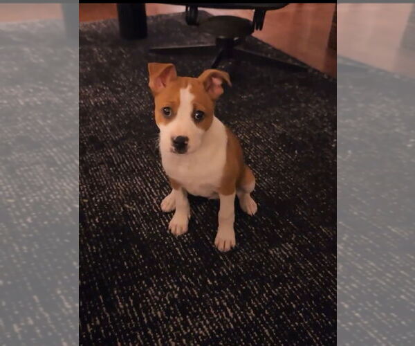 Medium Photo #3 Mutt Puppy For Sale in Dana Point, CA, USA