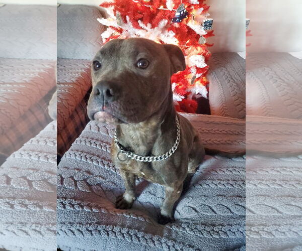 Medium Photo #7 American Pit Bull Terrier-Unknown Mix Puppy For Sale in Germantown, OH, USA