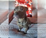 Small #6 American Pit Bull Terrier Mix