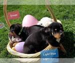 Small Photo #15 Rottweiler Puppy For Sale in COLUMBIA, MO, USA