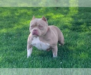 Mother of the American Bully puppies born on 12/31/2023