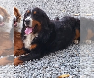 Father of the Great Bernese puppies born on 05/29/2025