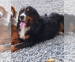 Small Photo #1 Great Bernese Puppy For Sale in ARLINGTON, WA, USA