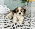 Small #1 Shih Tzu