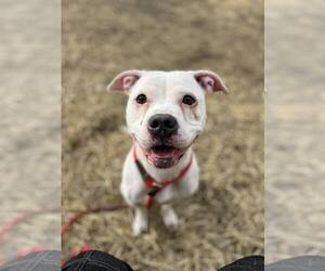 Cortina - Female Mutt Dog for Adoption - Photo #12
