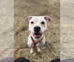 Small Photo #12 Mutt Puppy For Sale in Crete, IL, USA