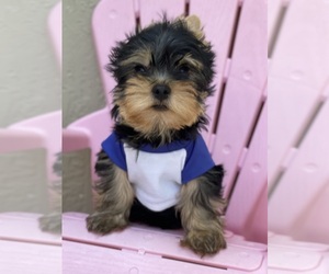 Yorkshire Terrier Puppy for sale in CORAL SPRINGS, FL, USA
