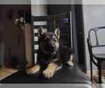 Small Photo #8 German Shepherd Dog Puppy For Sale in FENNVILLE, MI, USA