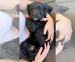 Puppy Miss Blue Goldendoodle