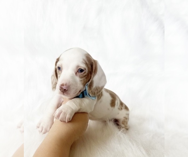 Medium Photo #9 Dachshund Puppy For Sale in DAVIS, CA, USA