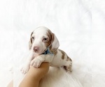Small #8 Dachshund