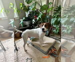 Small #2 Treeing Walker Coonhound