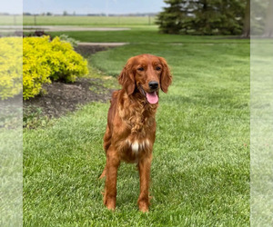 Mother of the Goldendoodle puppies born on 11/28/2024