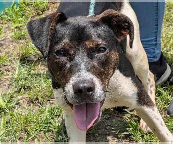 Medium Photo #4 Mutt Puppy For Sale in Anniston, AL, USA