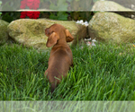 Small #5 Dachshund