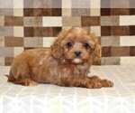 Ivan - Male Cavapoo (Miniature) Puppy for Sale - Photo #2