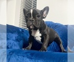 Small Photo #16 French Bulldog Puppy For Sale in STOCKTON, CA, USA