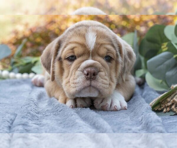 Medium Photo #2 Beabull Puppy For Sale in MILLERSBURG, OH, USA