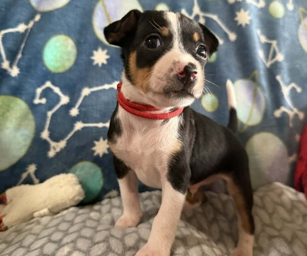 Medium Photo #1 Rat Terrier Puppy For Sale in MOLALLA, OR, USA