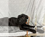 Small Labrador Retriever Mix