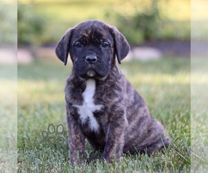 Cane Corso Puppy for sale in NARVON, PA, USA