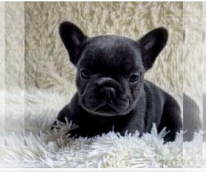 French Bulldog Puppy for Sale in NAPLES, Florida USA