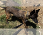 Small #9 Mutt