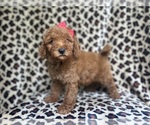 Small #4 Goldendoodle (Miniature)