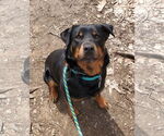 Small #7 Rottweiler