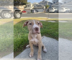 American Pit Bull Terrier Puppy for sale in LOS ANGELES, CA, USA