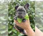 Small #1 French Bulldog