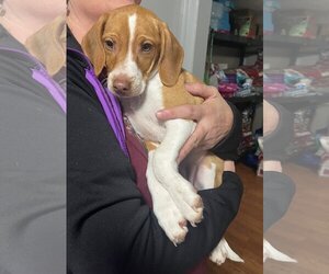 Beagle-Unknown Mix Dogs for adoption in Clarkston, MI, USA