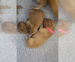 Puppy Pink Golden Retriever